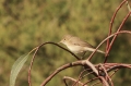 Westelijke Vale Spotvogel